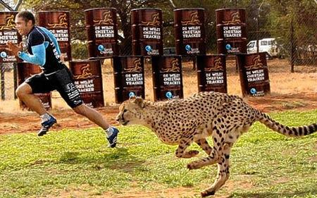 南非橄榄球队重夺冠冕,实力过人 南非橄榄球队重夺冠冕,实力过人